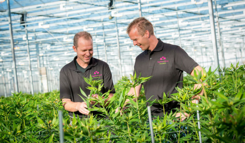 Plessey to partner with Together2Grow for LED grow lights after four month trial brings 20 percent plant yield improvement