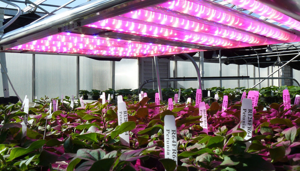 Acceso de iluminación hortícola en invernadero con plantas.